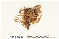 藏品(灰苔科)的圖片